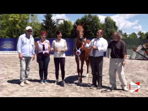 3rd place N.10 BYRON BY BRI - Festival FVG 2015 - Yearling Colts Championship (Class 14)