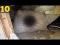 10 Bug INFESTATIONS Out Of Control 10 Bug INFESTATIONS Out Of Control