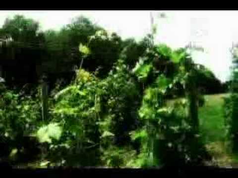 LONELY DREAM MUSIC VIDEO-Renée Stakey