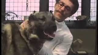 Behavioursimus Pavlov&#39;s Dogs Get Conditioned