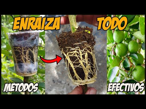 COMO HACER UN ACODO AÉREO - ENRAIZA CUALQUIER PLANTA CON ÉXITO