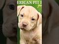Lado Piche Maine Tera Rang Kala Tera Rang Kala Petbull Puppies Very Cute Dogs Viralvideo