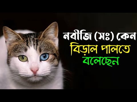Why did the Prophet (PBUH) keep cats at home? Is keeping cats halal or haram?