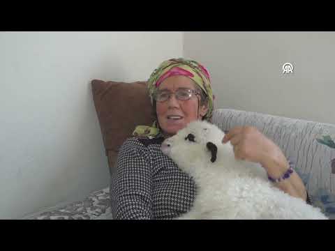 Engelli Buzağıya Umut, Hasta Kuzuya Yuva Oldu