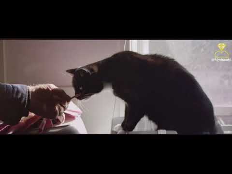 smadi9’s Video 160270880093 NzCeEtadVB0