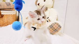 メインクーンの動画01