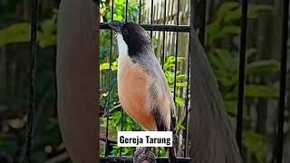 Download lagu Cendet Isian Gereja Tarung mp3 Download lagu Cendet Isian Gereja Tarung mp3