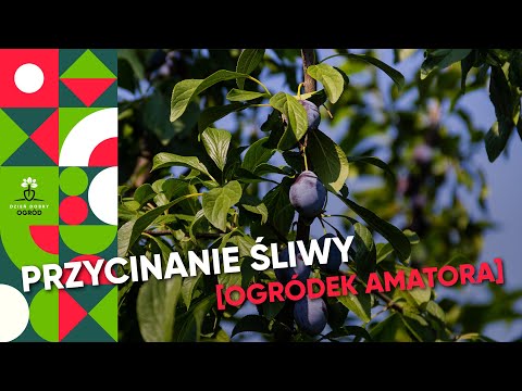 Przycinanie śliwy - lato/jesień - śliwa 2-letnia. Prześwietlanie dorosłej śliwy