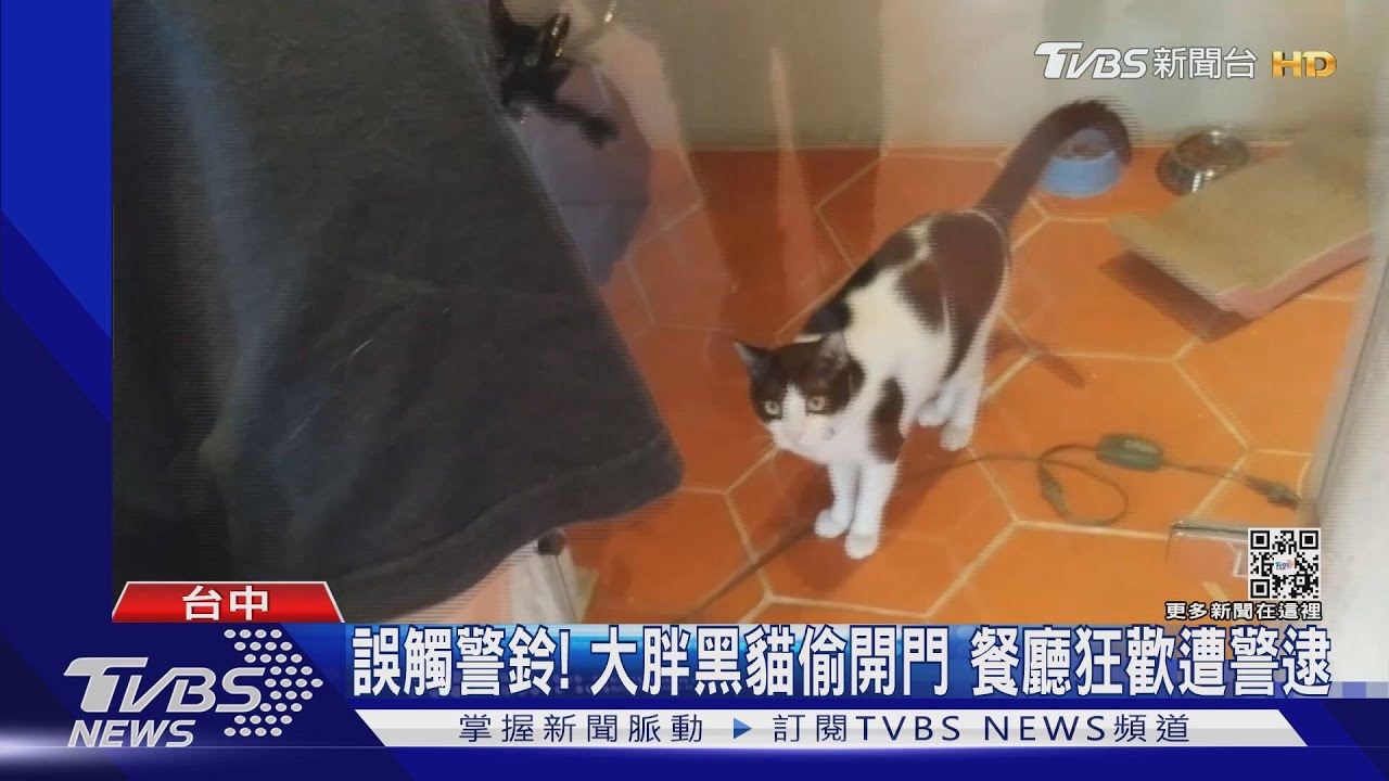 誤觸警鈴!大胖黑貓偷開門 餐廳狂歡遭警逮