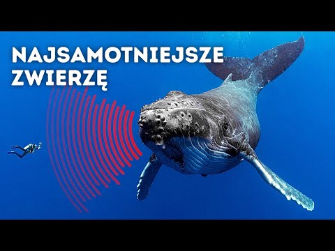 Najbardziej osamotniony wieloryb na świecie (ta historia chwyta za serce)