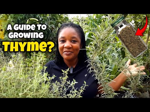 A COMPLETE GUIDE To Grow THYME And ROSEMARY! 