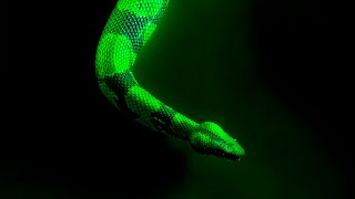 “FLEX” | Trap Type Beat | Free Type Beat | Freestyle Instrumental x Hard Trap x Supertrap Type Beat