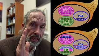 Visual neurolaryngology - watching the vocal process, World Voice Day 2026