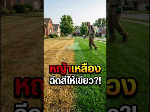 ทำไมฝรั่งถึงฉีดสีสนามหญ้า? จากหญ้าเหลืองกลายเป็นเขียวในไม่กี่นาที #สนามหญ้า #แต่งสวน #จัดสวน