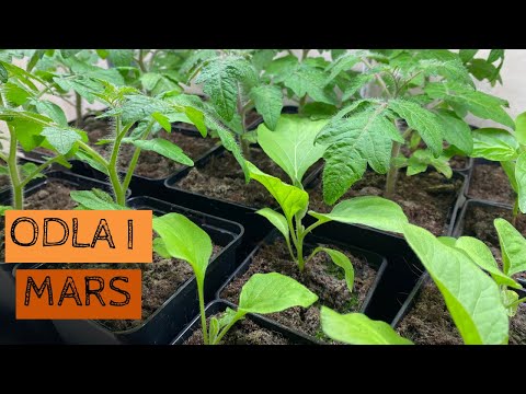 Odla i MARS - Plantorna växer till sig men odlingsytan är fortfarande orörd