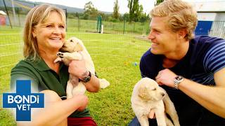 Best Of Bondi Vet Season 4 Marathon | Episodes 13 to 15