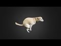 Low Quality Spinning Dog 10 Hours