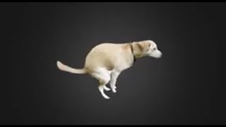 low quality spinning dog | 10 hours