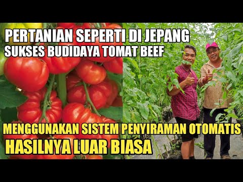 , title : 'Inspirasi Cara Sukses Budidaya Tomat Beef | Penyiraman Otomatis | Hasilnya Luar Biasa'