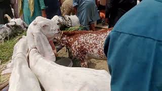Bakra Mandi Pakistan | Dumba Mandi Pakistan | Chhatra Mandi Pakistan | Mall Maweshi Mandi Pakistan