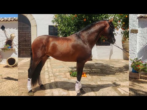 DRESSAGE PRE HORSE FOR SALE-2016-162CM-STALLION
