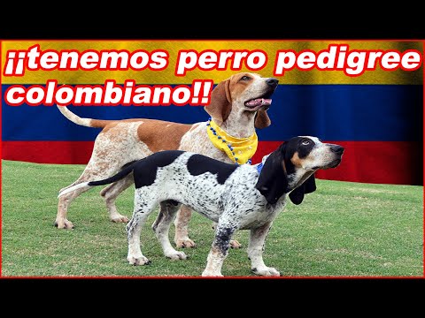 , title : 'SABUESO fino COLOMBIANO 🐕‍🦺 chapolo o perro tinajero'