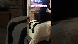 Graceful Great Dane Holds Breath Daily #weirdpets #greatdane #dogsoftiktok