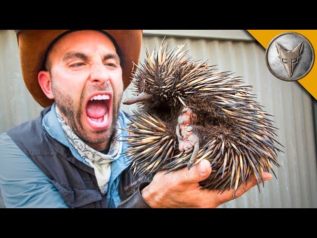 Видео Произношение echidna в Английский