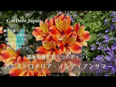 クライミングスタージャスミン：維持方法は？綺麗に開花させるコツ！  庭園