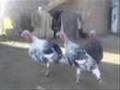 Funny Turkey Making Funny Sounds Krkrkrkr