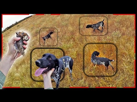 Caza de CODORNIZ con PERRO DE MUESTRA | Media Veda 2023
