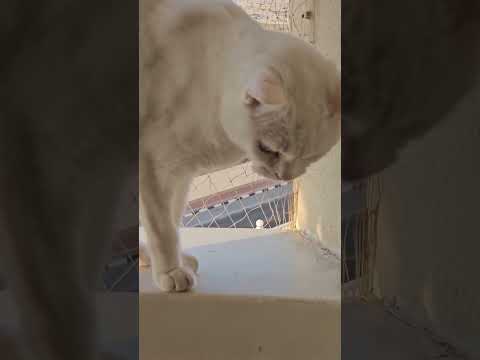 baby snowy kong npakapasaway.