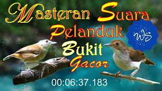 Download lagu Masteran Suara Pelanduk Bukit gacor | full isian | #kicaumania #burungkicau #plandukbukitgacor mp3