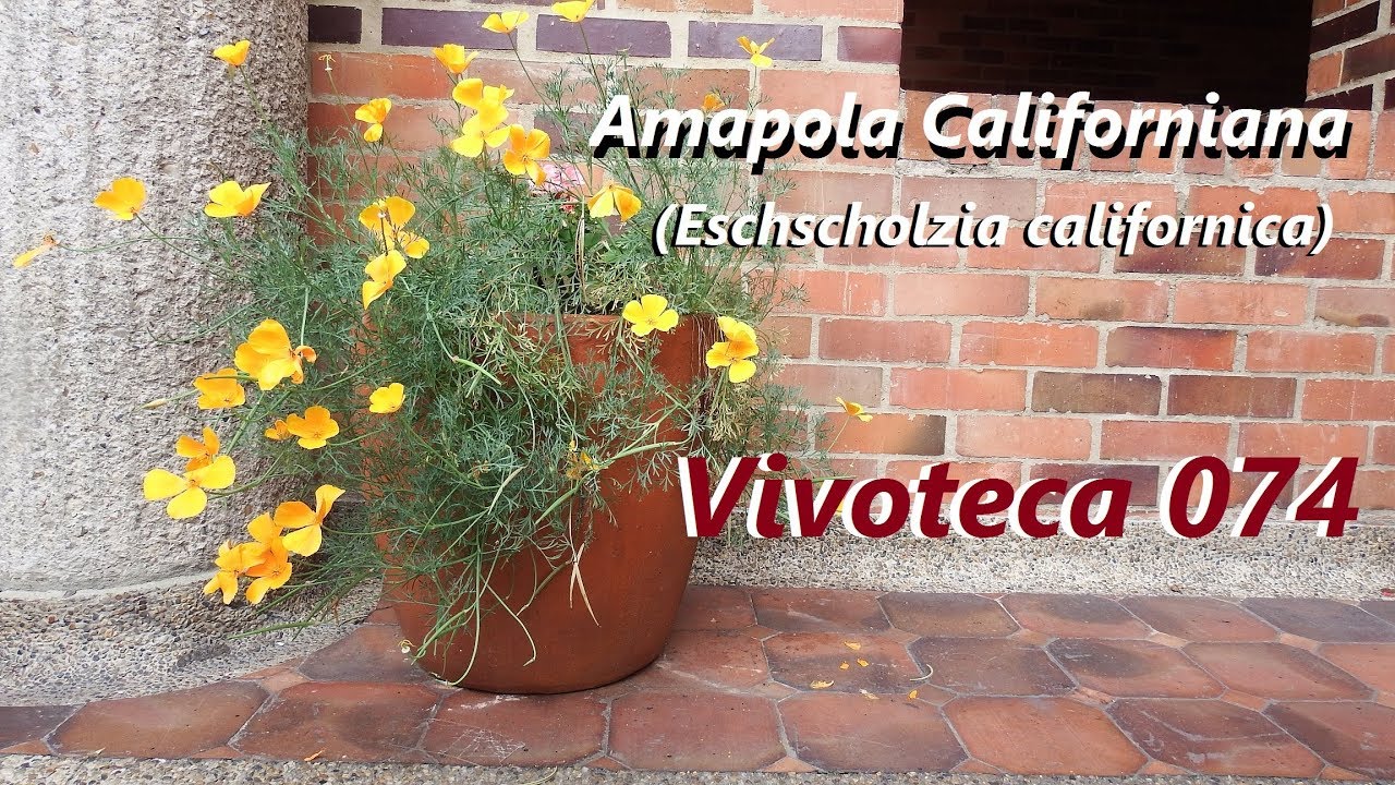 Vivoteca 74 Amapola Californiana Eschscholzia californica