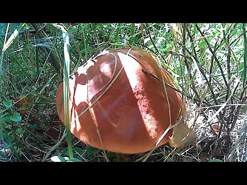 Білі гриби в Карпатах + Природа. Белые грибы в Карпатах + Природа