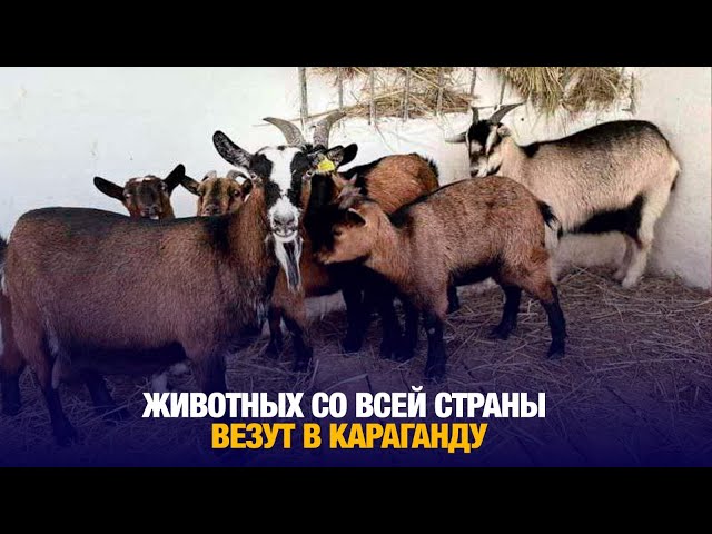 Неожиданное пополнение