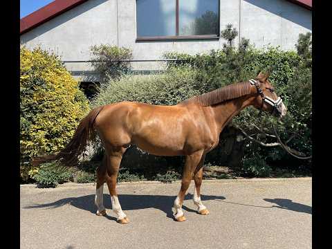 Easy Lerchenberg(+PEGASE VAN'T RUYTERSHOF) ☆☆ (VIGO D'ARSOUILLES x CAROLUS II) - Video 2 video thumbnail