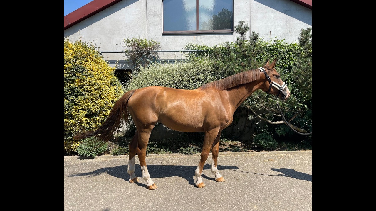 Easy Lerchenberg(+PEGASE VAN'T RUYTERSHOF) ☆☆ (VIGO D'ARSOUILLES x CAROLUS II) video 1