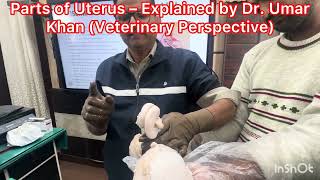 Parts of Uterus — Explained by Dr. Umar Khan (Veterinary Perspective)