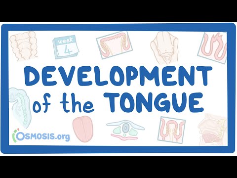 Development of the Tongue