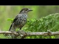 Spotted Nutcracker - Nucifraga caryocatactes