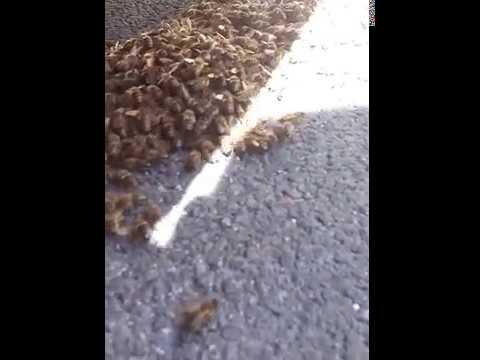 Recupero sciame di ape nera sicula