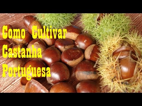 Mondini Plantas: Como Cultivar Castanha Portuguesa