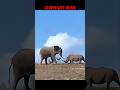 No One Defeats A Rhino Except The Elephant Trending Animals Wildlife Elephant Rhino
