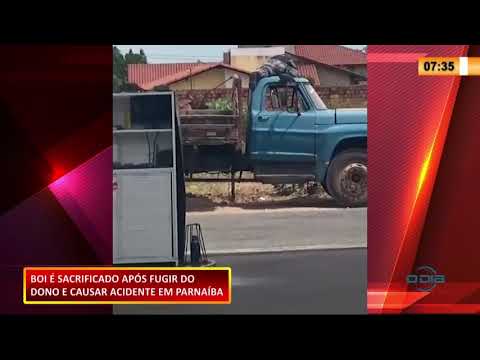 Boi é sacrificado pela PM após fugir de fazenda e ferir motociclistas em Parnaíba 28 10 2020