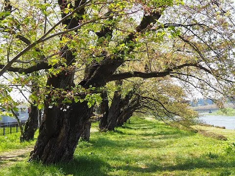 モデルコース 田沢湖角館観光協会 Tazawako Kakunodate Tourism Assosiation モデルコース 田沢湖角館観光協会 Tazawako Kakunodate Tourism Assosiation
