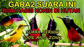 Download lagu suara pikat konin ribut paling ampuh Mp3 jernih anti zonk mp3