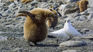 Baby Penguin Loses Parents I 4K UHD | Seven Worlds One Planet | BBC Earth