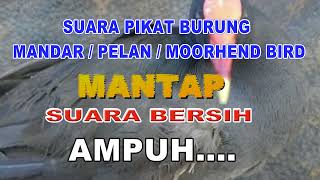 Download lagu SUARA PIKAT BURUNG MANDAR / PELAN / MOORHEN BIRD durasi pendek mp3