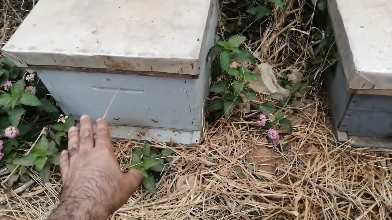 خمسة طرود نحل للبيع    مع هدية مميزة للمشتري    التواصل عبر الواتس اب فقط
